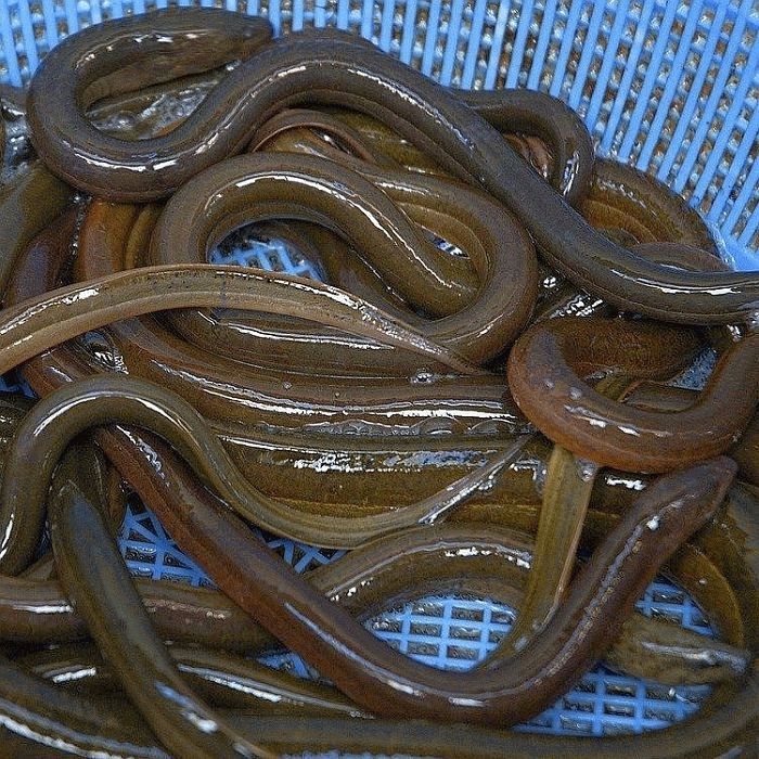 Eels in a basket (pass the chips)