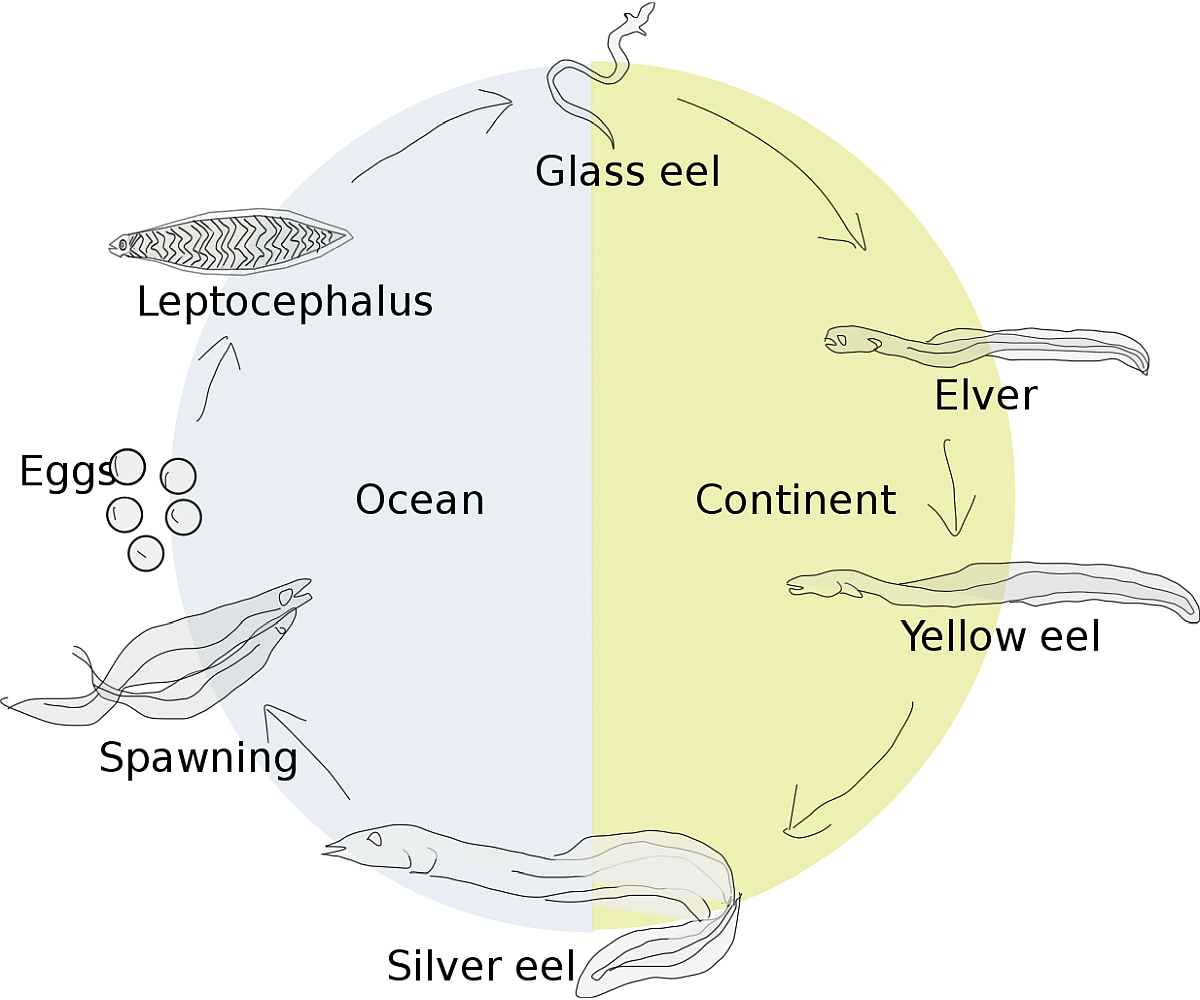 Diagram of Life Cycle of Eels