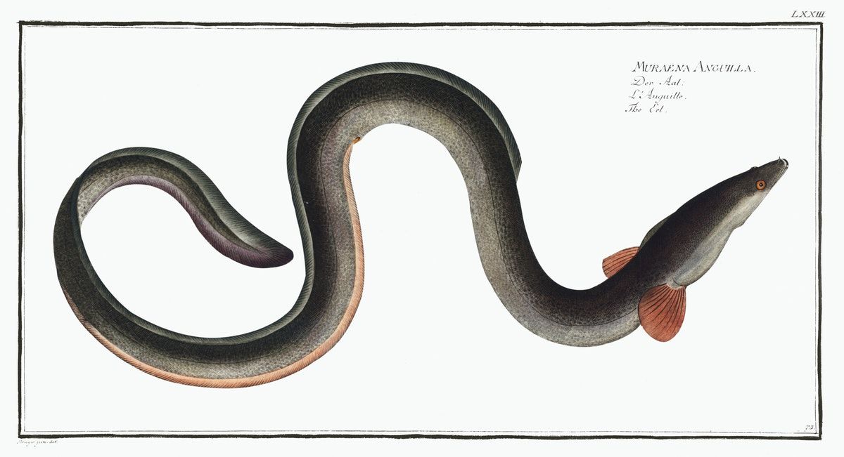 Eel