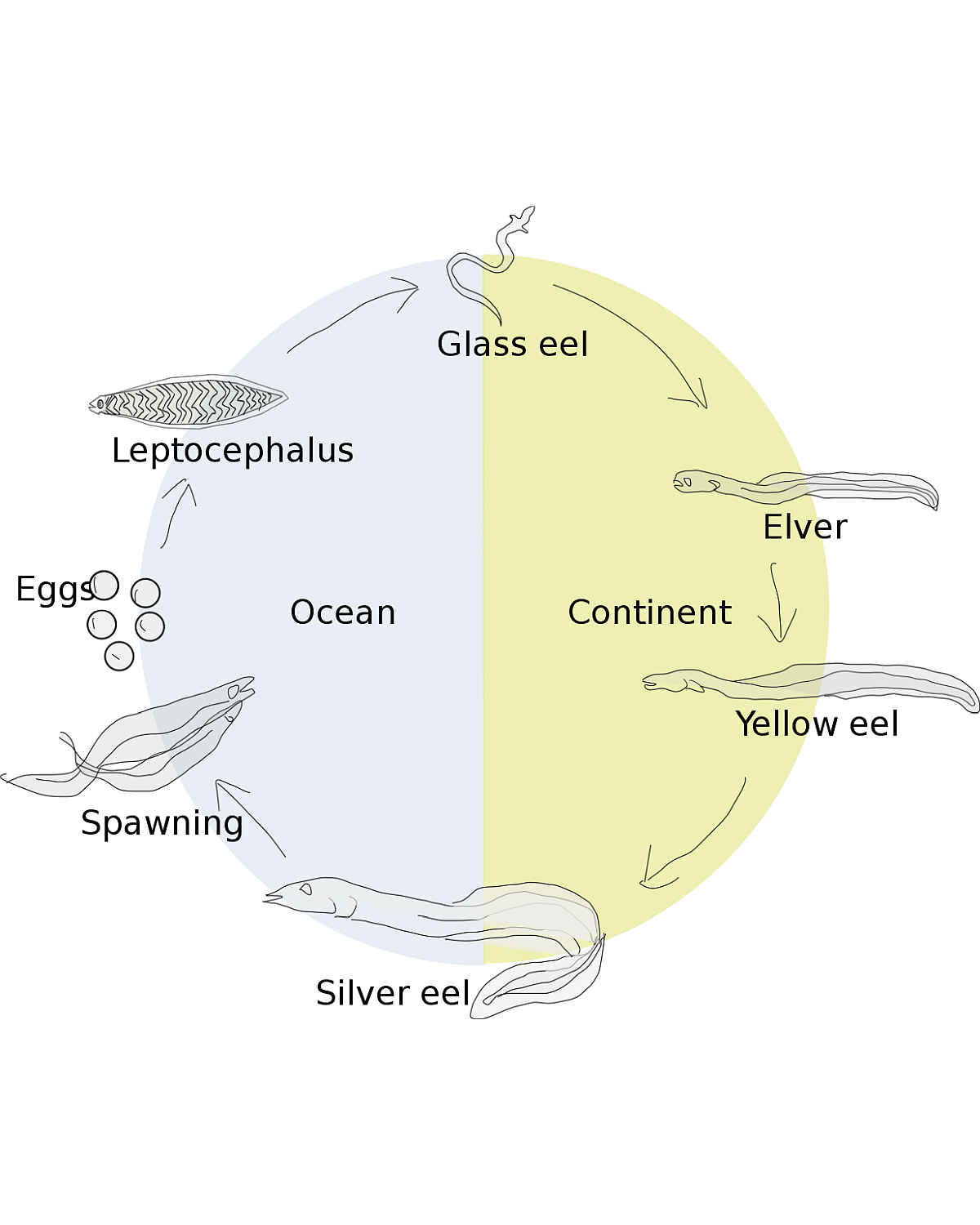 Eel cycle
