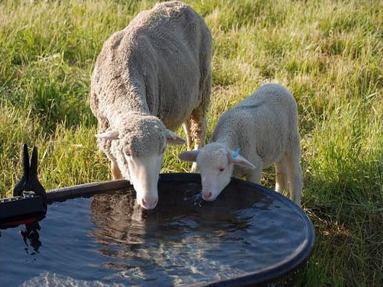 Sheep Drinking