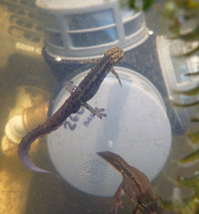 Happy Newts thanks to Rotorflush Self-cleaning suction intake filter