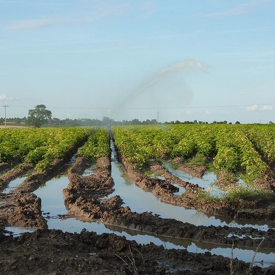Dirty water irrigation