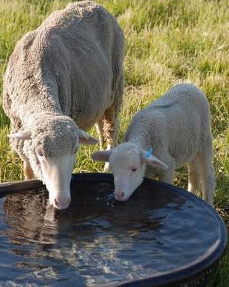 sheep drinking filtered water
