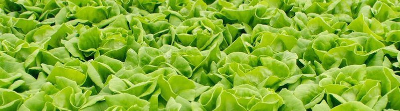 Lovely lettuces thriving on filtered water