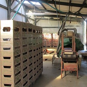 Vegetable washing equipment