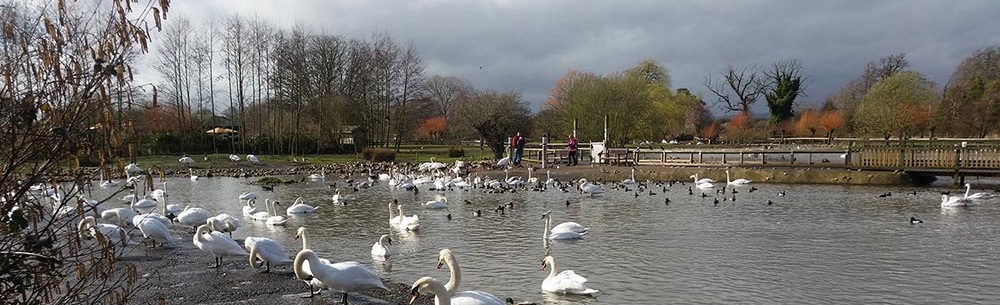 Swans at Slimbridge