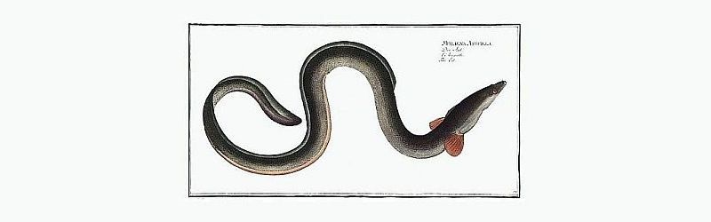 Euorpean Eel old drawing