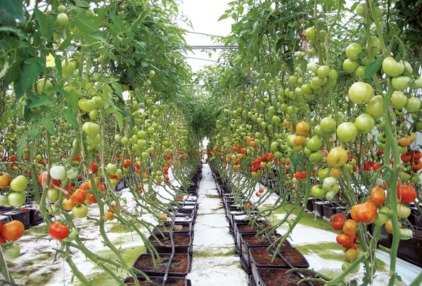 Tomatoes