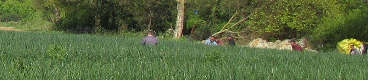 Happy Laleham farm pickers