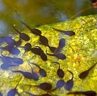 Tadpoles