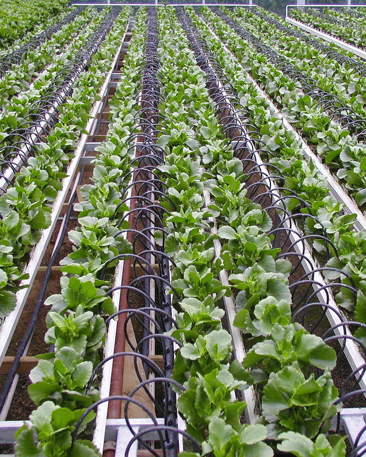 Irrigation hydroponics keep the water flowing salad