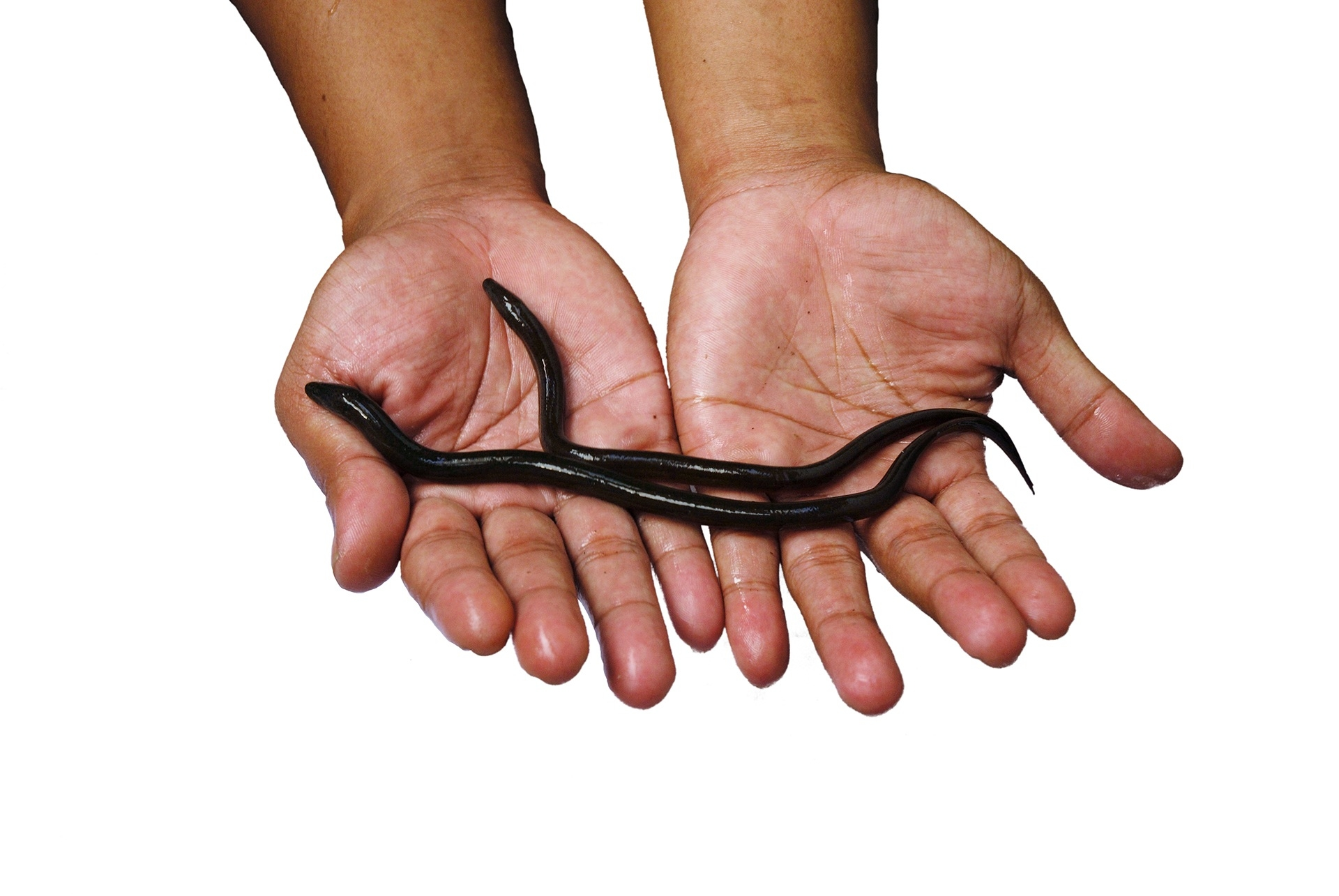 Man handling eels