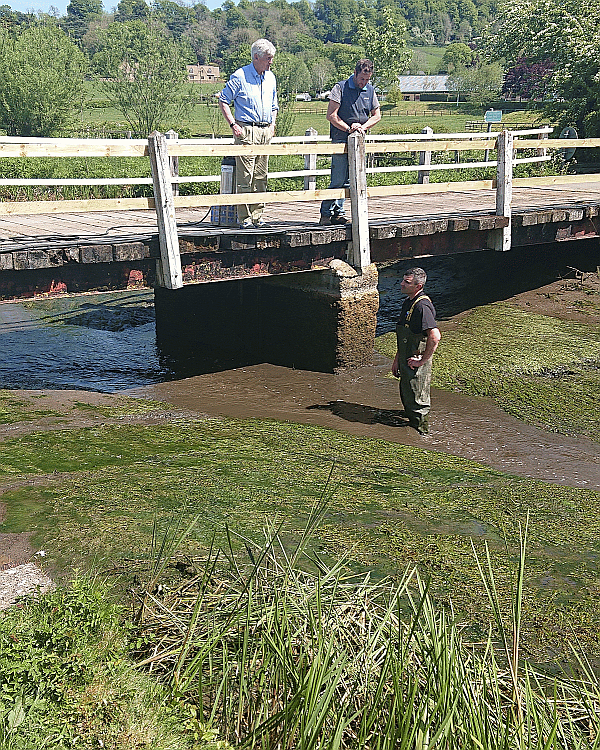 Man staring at bridge wondering about eel regulations