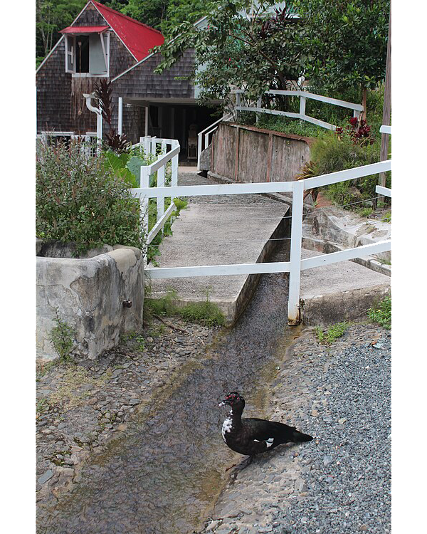 Hacienda irrigation with duck