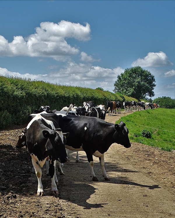 Cows_in_a_lane_at_Wallmead_Farm_-_geograph.org.uk_-_7201381.jpg