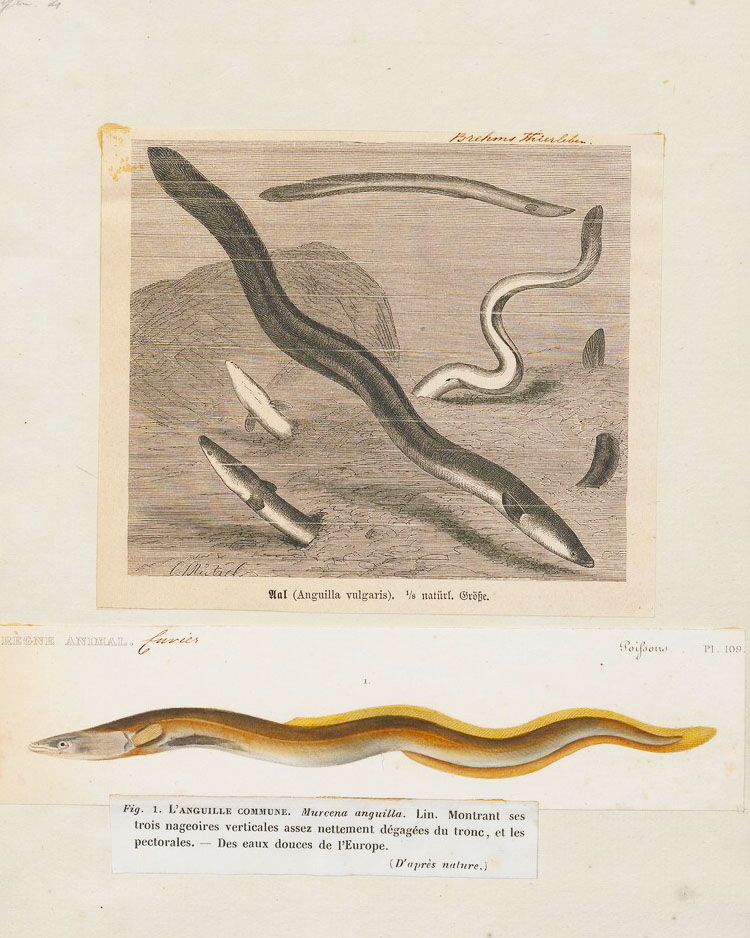Anguilla-vulgaris - 1700-1880, -Print, Iconographia Zoologica, Special Collections, University of Amsterdam - UBA01_IZ15200005