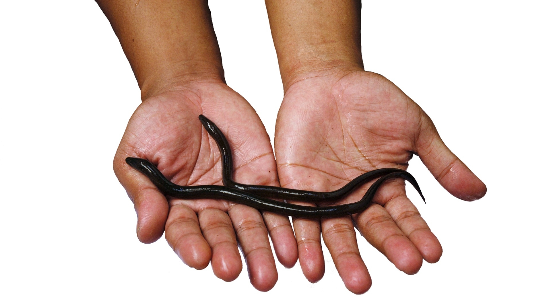 Man handling Eels