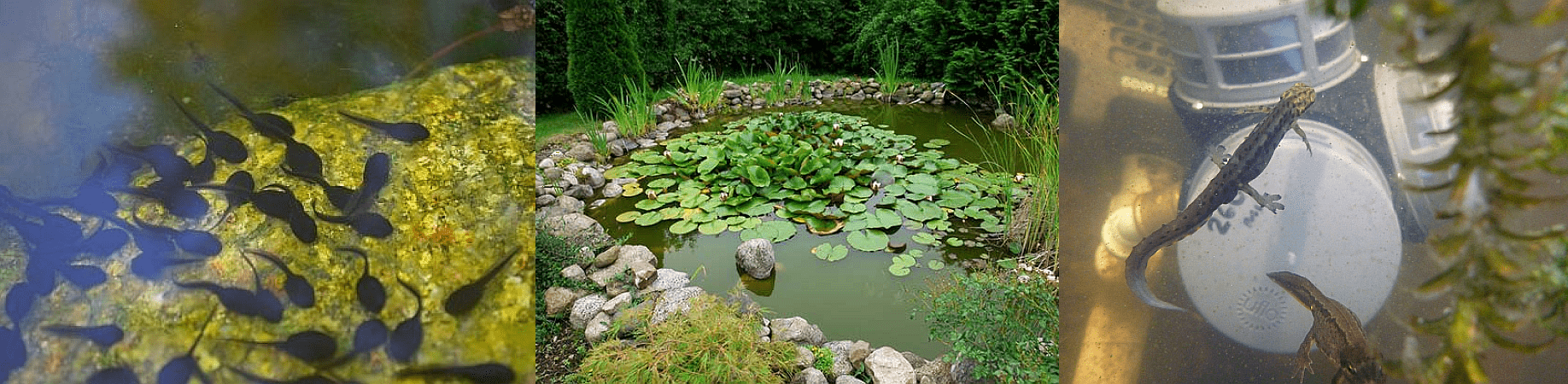 Happy Tadpoles and Newts not being trapped by a pond filter thanks to Rotorflush technology