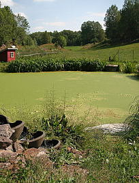 Self-cleaning pond filter