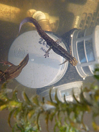 Newts (and weed etc) not being sucked into a pump thanks to RF100 Triplex filter.