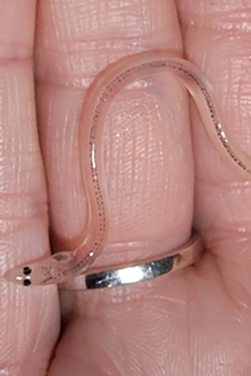 Glass eel