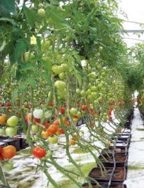 Random picture of tomatoes being grown