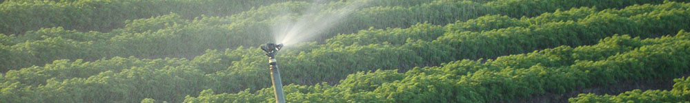 Irrigating crops