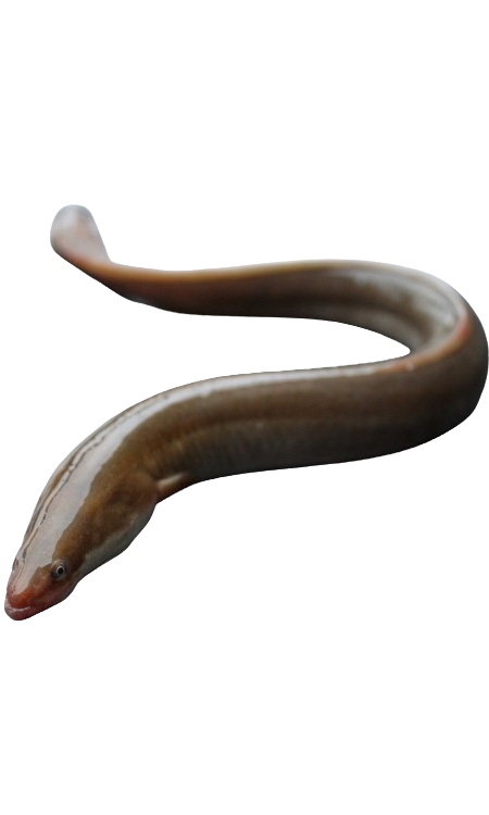 Those pesky eels