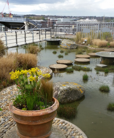 Waterside Flowers